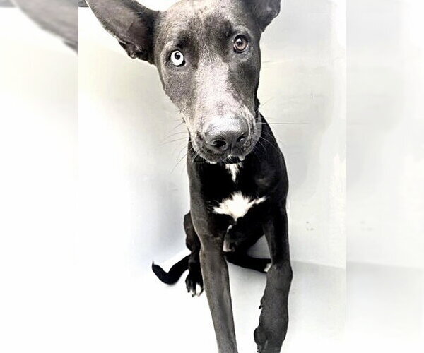 Medium Photo #1 Australian Kelpie-Unknown Mix Puppy For Sale in Houston, TX, USA