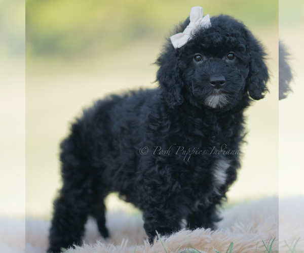 Medium Photo #4 Goldendoodle (Miniature) Puppy For Sale in WARSAW, IN, USA