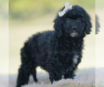 Small Photo #94 Goldendoodle (Miniature) Puppy For Sale in WARSAW, IN, USA