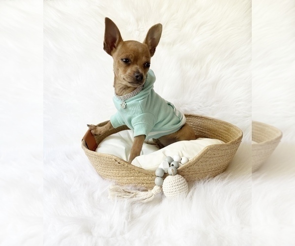 Medium Photo #10 Chihuahua Puppy For Sale in SACRAMENTO, CA, USA