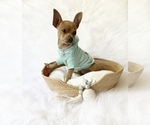 Small #9 Chihuahua