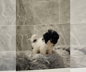 Poovanese Puppy for sale in INDIANAPOLIS, IN, USA