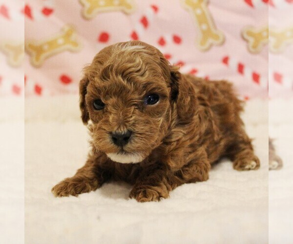 Medium Photo #13 Poodle (Toy) Puppy For Sale in COATESVILLE, PA, USA