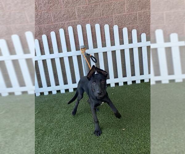 Medium Photo #1 German Shepherd Dog-Unknown Mix Puppy For Sale in Modesto, CA, USA