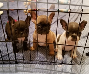 French Bulldog Puppy for sale in FORT WORTH, TX, USA