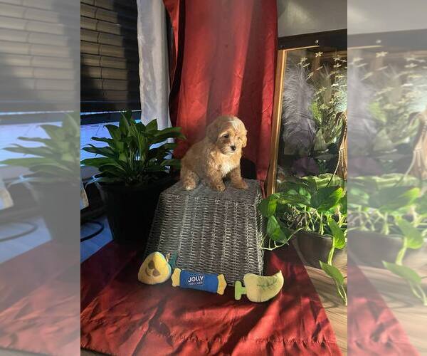 Medium Photo #6 Poovanese Puppy For Sale in LOUISVILLE, KY, USA