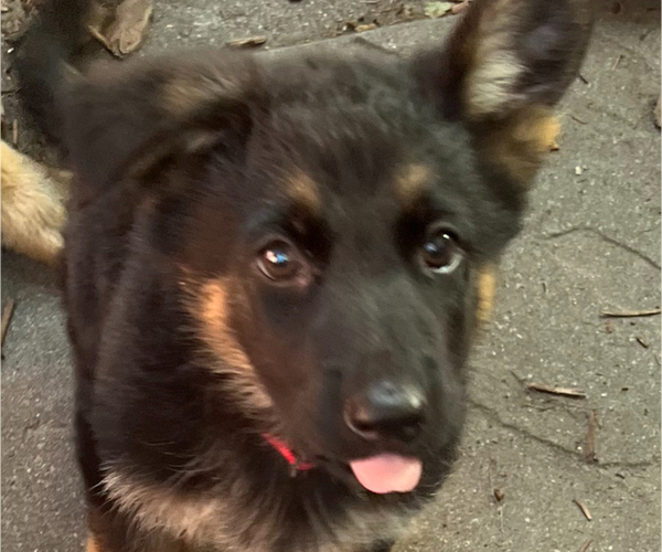 Medium Photo #41 German Shepherd Dog Puppy For Sale in WINONA, MN, USA