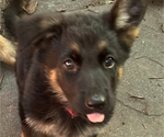 Small Photo #41 German Shepherd Dog Puppy For Sale in WINONA, MN, USA
