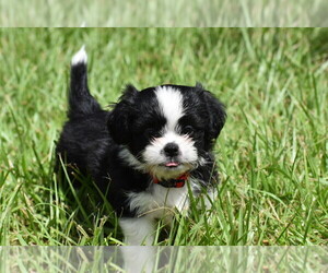 Auss-Tzu Puppy for sale in PALM COAST, FL, USA
