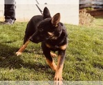 Small Photo #4 German Shepherd Dog Puppy For Sale in CLAY, PA, USA