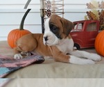 Small Photo #7 Boxer Puppy For Sale in HONEY BROOK, PA, USA