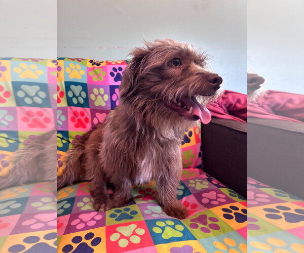 Medium Photo #5 Poodle (Miniature)-Unknown Mix Puppy For Sale in Pacolet, SC, USA