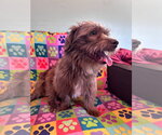 Small #4 Poodle (Miniature) Mix