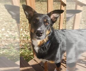 Australian Shepherd-Unknown Mix Dogs for adoption in Minneapolis, MN, USA
