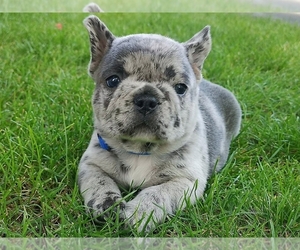 French Bulldog Puppy for sale in BOSTON, MA, USA