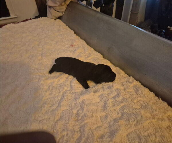 Medium Photo #2 Cane Corso Puppy For Sale in COLUMBIA, SC, USA
