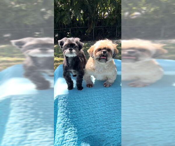 Medium Photo #4 Shih Tzu Puppy For Sale in Weston, FL, USA