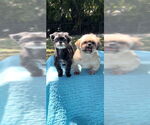 Small #3 Shih Tzu