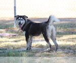 Small #2 Alaskan Malamute Mix