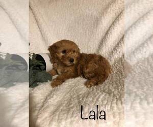 Goldendoodle-Poodle (Miniature) Mix Puppy for sale in FREDERICKSBG, OH, USA
