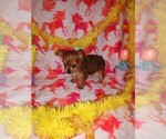 Small Photo #3 Poodle (Toy)-Yorkshire Terrier Mix Puppy For Sale in LAPEER, MI, USA