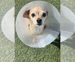 Small #2 Chihuahua Mix