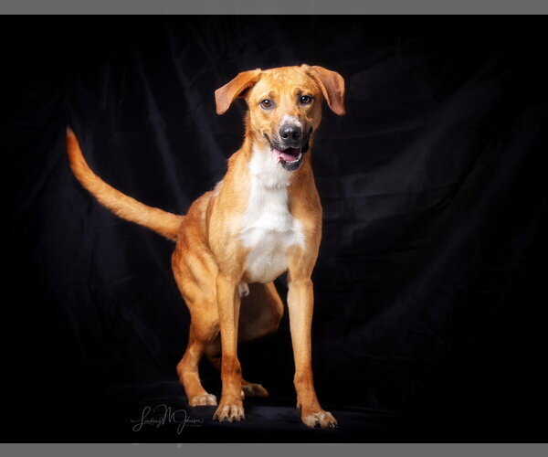 Medium Photo #1 Golden Retriever-Unknown Mix Puppy For Sale in Pryor, OK, USA