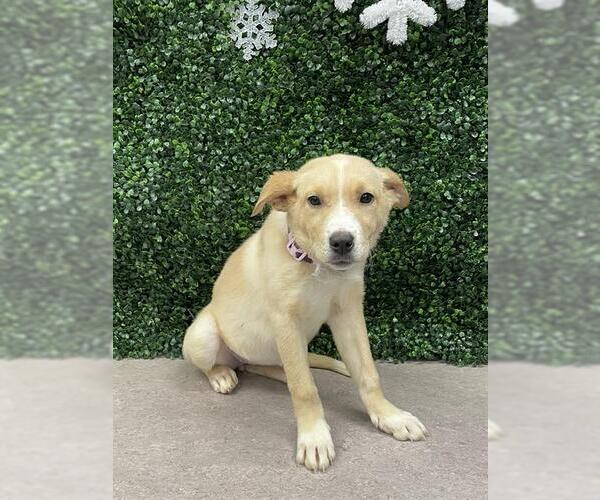 Medium Photo #1 Labrador Retriever Puppy For Sale in Grasswood, Saskatchewan, Canada