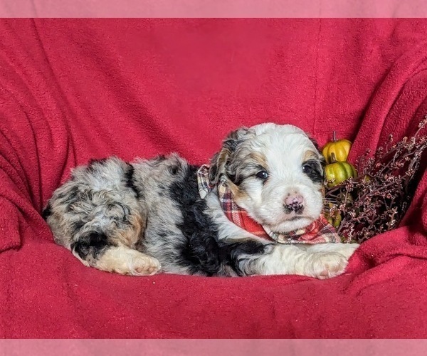 Medium Photo #4 Bernedoodle (Miniature) Puppy For Sale in COCHRANVILLE, PA, USA