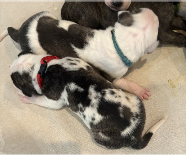 Medium Photo #16 Great Dane Puppy For Sale in CLANTON, AL, USA