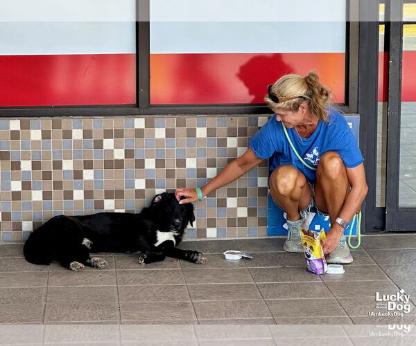 Medium Photo #3 Border Collie-Retriever  Mix Puppy For Sale in Washington, DC, USA