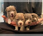 Puppy 1 American Bully-Chinese Shar-Pei Mix