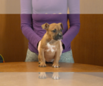 Small #2 American Bully