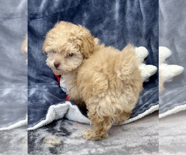 Medium Photo #5 Poodle (Toy) Puppy For Sale in SILEX, MO, USA