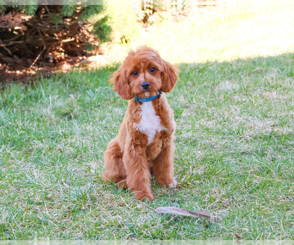 Medium Photo #3 Cavapoo (Miniature) Puppy For Sale in SYRACUSE, IN, USA