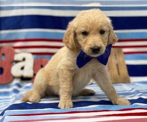 Goldendoodle Puppy for sale in LANCASTER, PA, USA