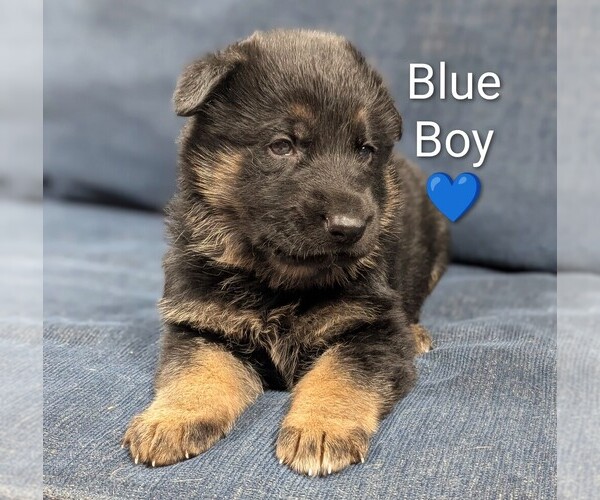 Medium Photo #2 German Shepherd Dog Puppy For Sale in BENSON, NC, USA