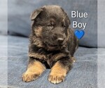 Small #1 German Shepherd Dog