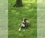 Small #1 American Pit Bull Terrier-Labrador Retriever Mix