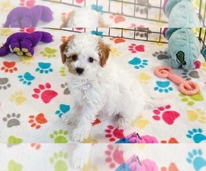 Cavapoo (Miniature)-Poodle (Toy) Mix Puppy for sale in ORO VALLEY, AZ, USA