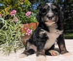 Puppy Lando Miniature Bernedoodle