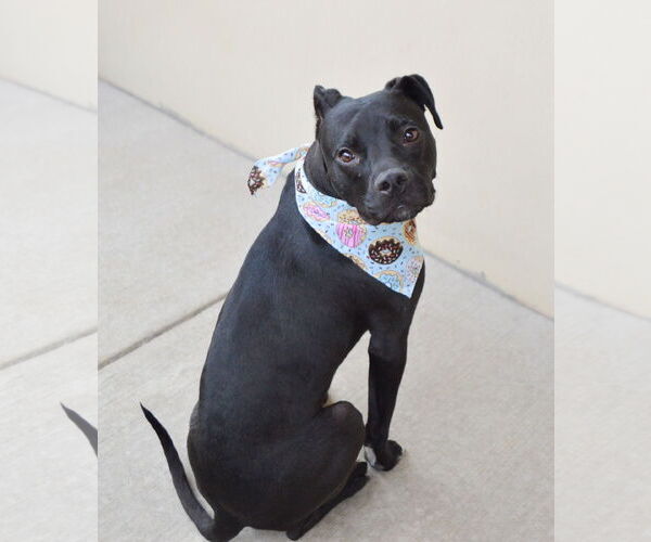 Medium Photo #1 American Pit Bull Terrier-Unknown Mix Puppy For Sale in McKinney, TX, USA