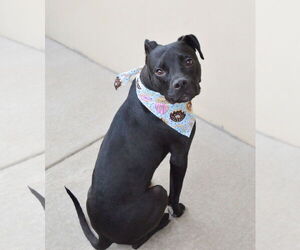 American Pit Bull Terrier-Unknown Mix Dogs for adoption in McKinney, TX, USA