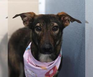 German Shepherd Dog-Unknown Mix Dogs for adoption in San Antonio, TX, USA