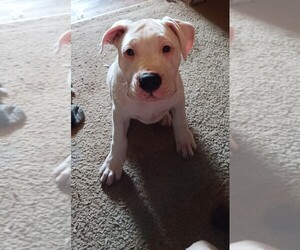 Dogo Argentino Puppy for sale in EKRON, KY, USA