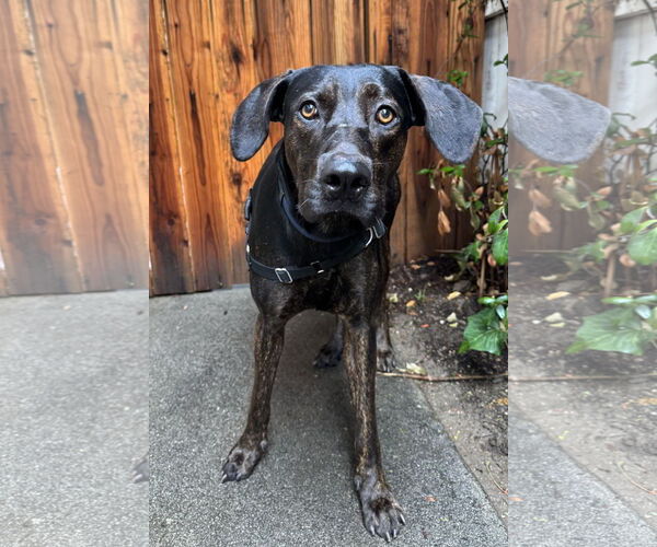 Medium Photo #1 Great Dane-Unknown Mix Puppy For Sale in Marina Del Rey, CA, USA