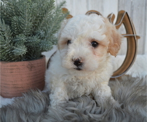 Maltipoo Puppy for sale in HONEY BROOK, PA, USA