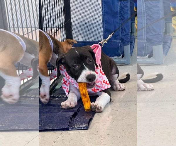 Medium Photo #6 American Staffordshire Terrier-Unknown Mix Puppy For Sale in Holly Springs, NC, USA