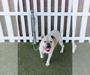 American Bulldog-Unknown Mix Dogs for adoption in Modesto, CA, USA