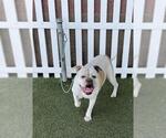 A614715 - Female American Bulldog-Unknown Mix Dog for Adoption - Small photo